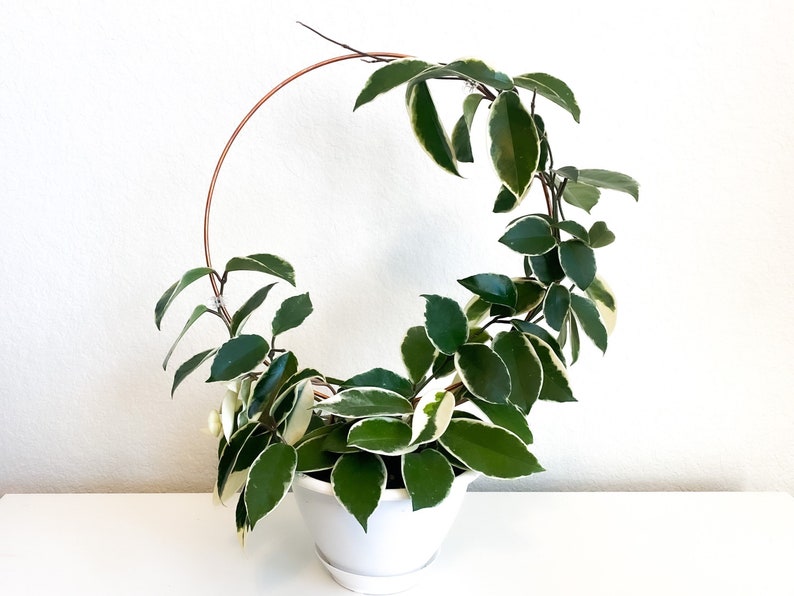May include: A green and white variegated plant growing around a copper hoop, in a white pot.