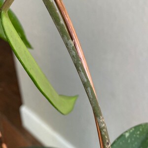 May include: A close-up of a green plant with a brown stem and a brown plastic clip. The plant is growing up a copper wire.