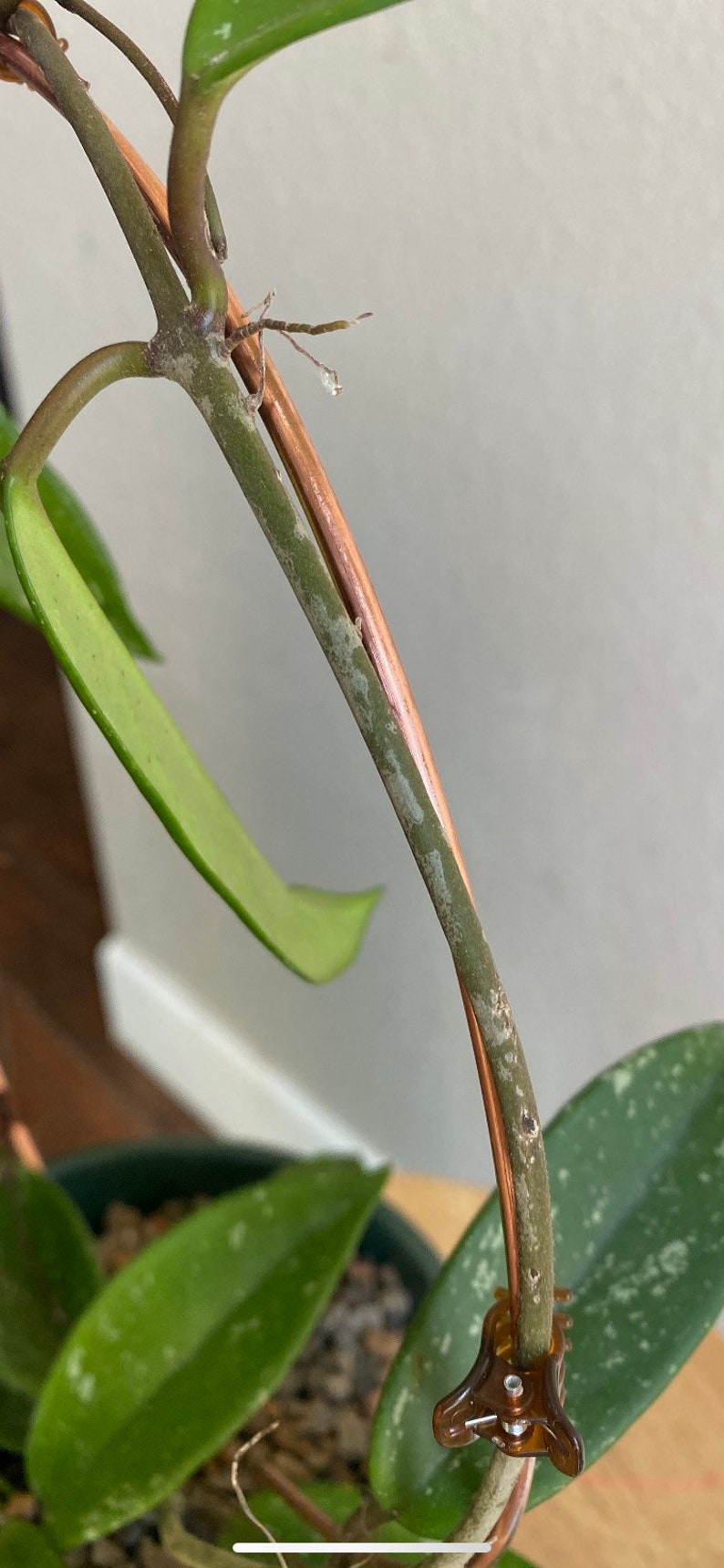 May include: A close-up of a green plant with a brown stem and a brown plastic clip. The plant is growing up a copper wire.