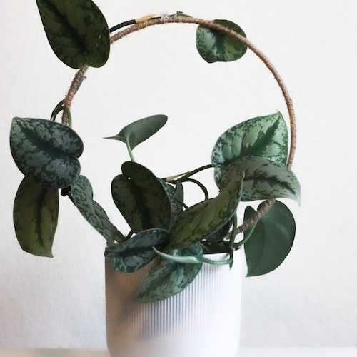 Arch Jute Copper Trellis Trellis for Indoor Plant Hoya Etsy