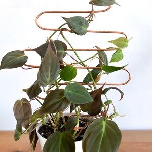 May include: A copper plant trellis with a dark green leafy plant growing up and around it. The plant is in a white pot.