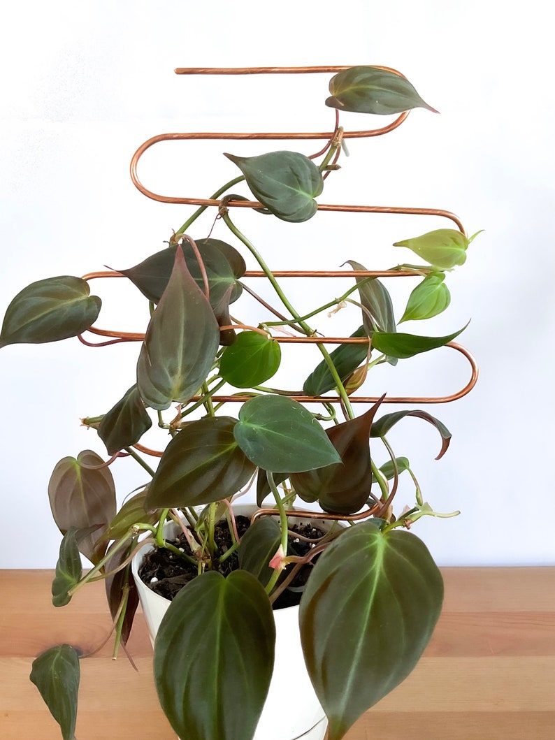 May include: A copper plant trellis with a dark green leafy plant growing up and around it. The plant is in a white pot.