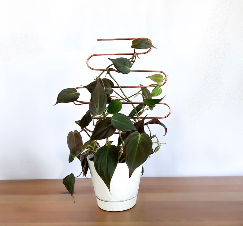 May include: A houseplant with dark green leaves growing up a copper wire trellis. The plant is in a white ceramic pot.