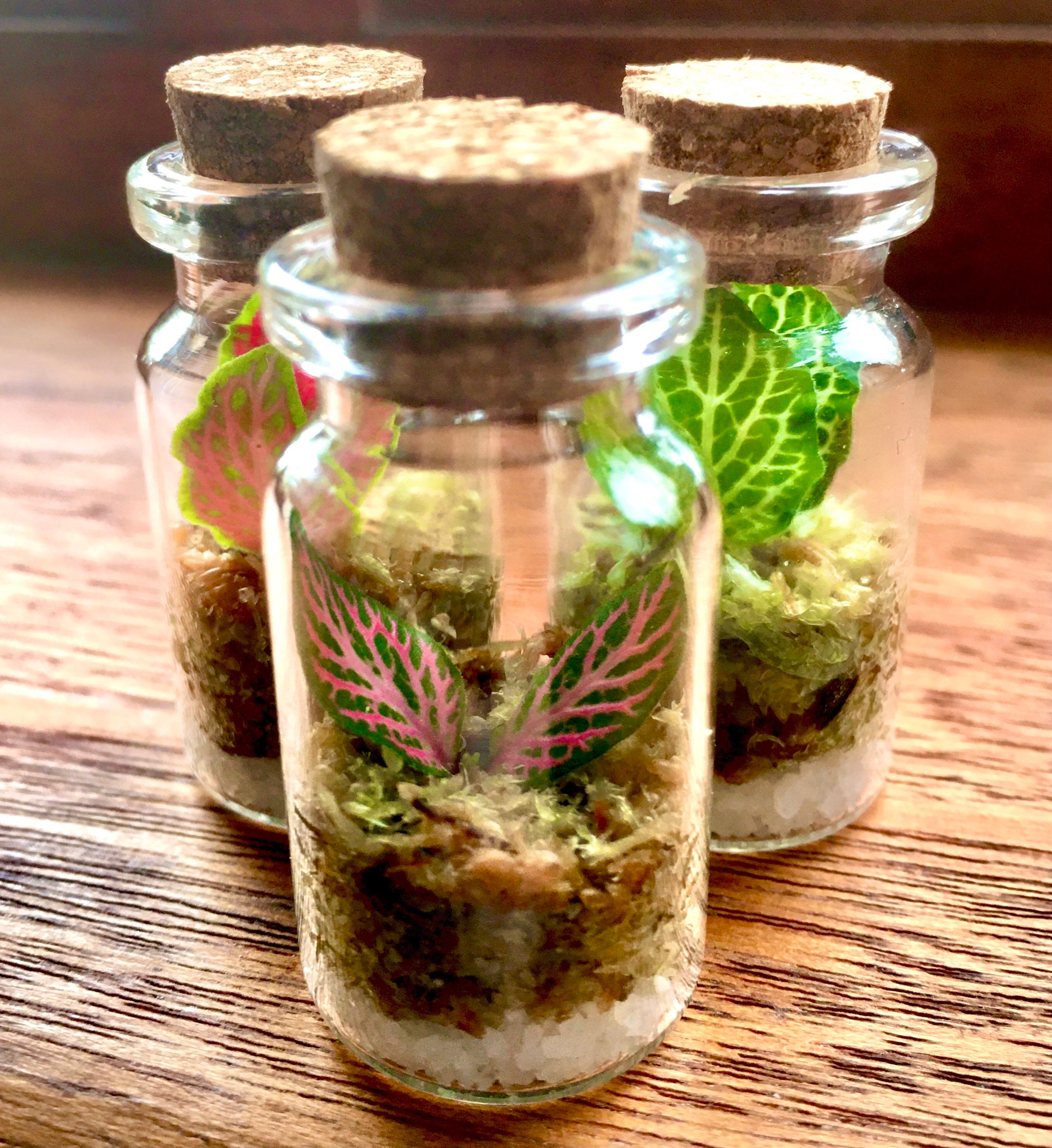 Tiny Terrarium Etsy