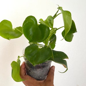 Philodendron Grazielae (2 rooted) free shipping