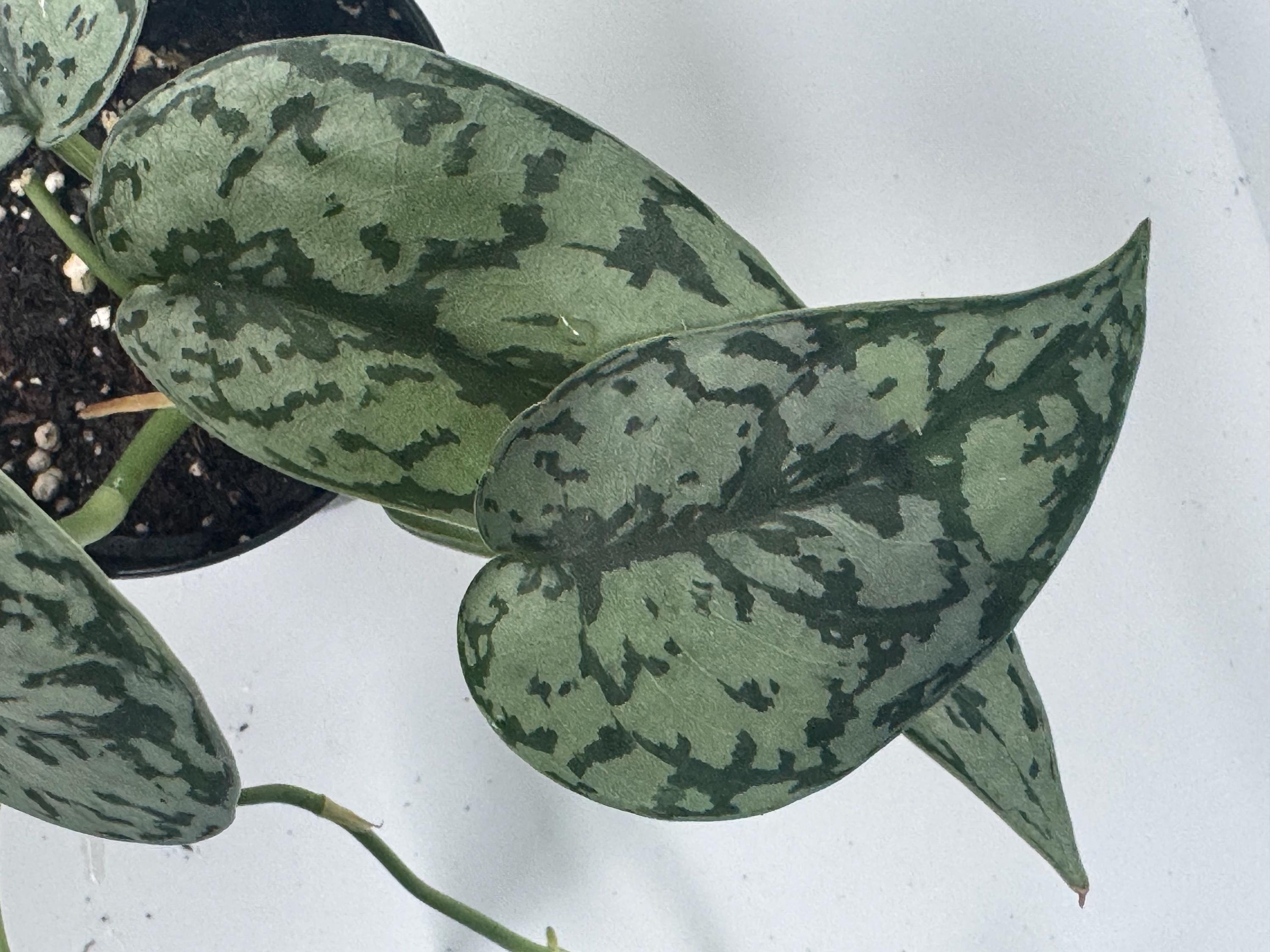 Scindapsus Free Shipping - Etsy