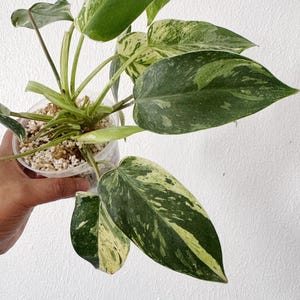 Philodendron Emerald Queen (free shipping)  exact plant