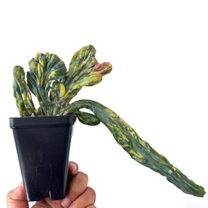 Myrtillo Cactus - Etsy