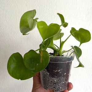 Philodendron Grazielae (2 rooted) free shipping