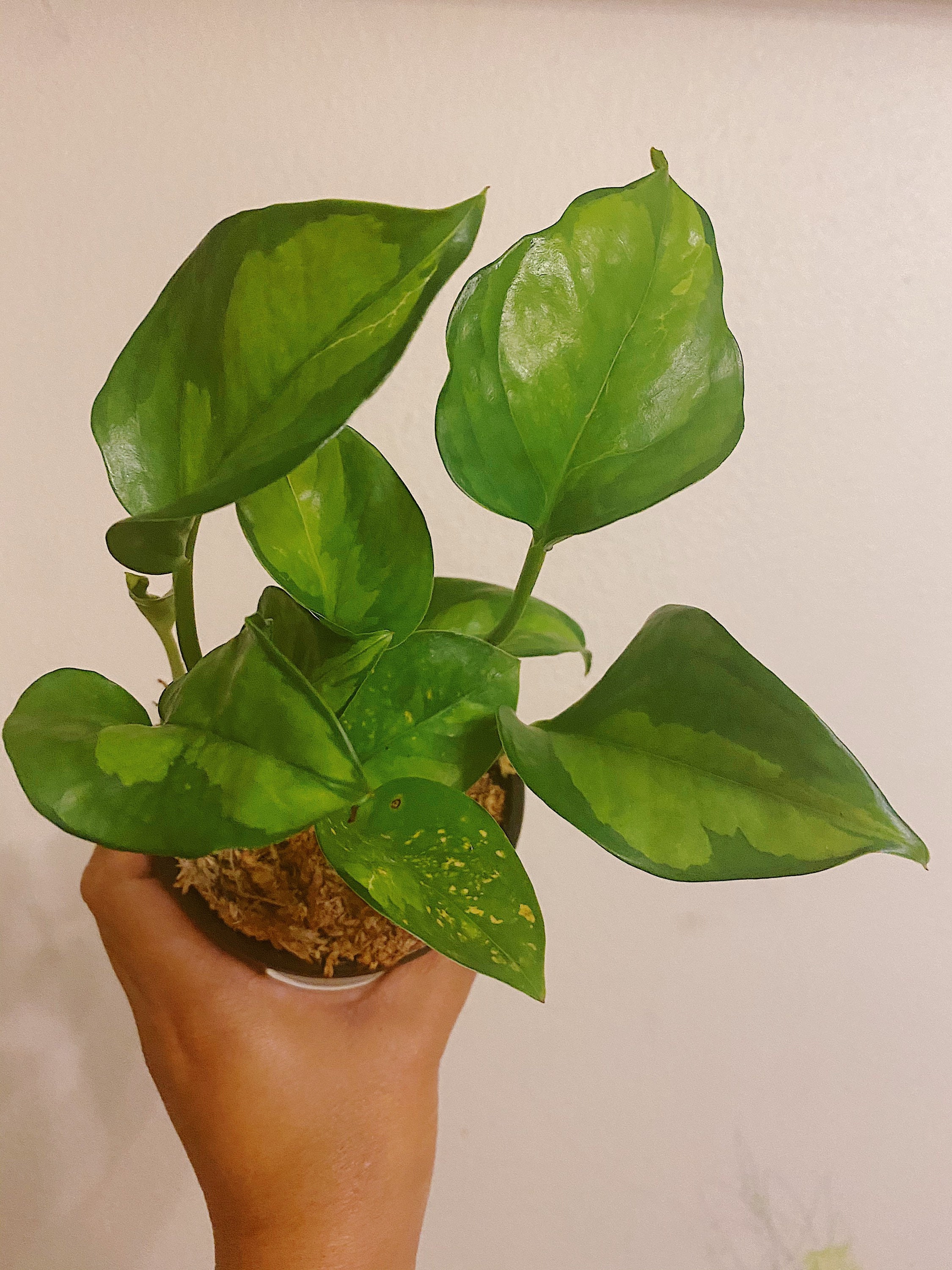 Global Green Pothos full plant 4 inches Free Shipping Etsy