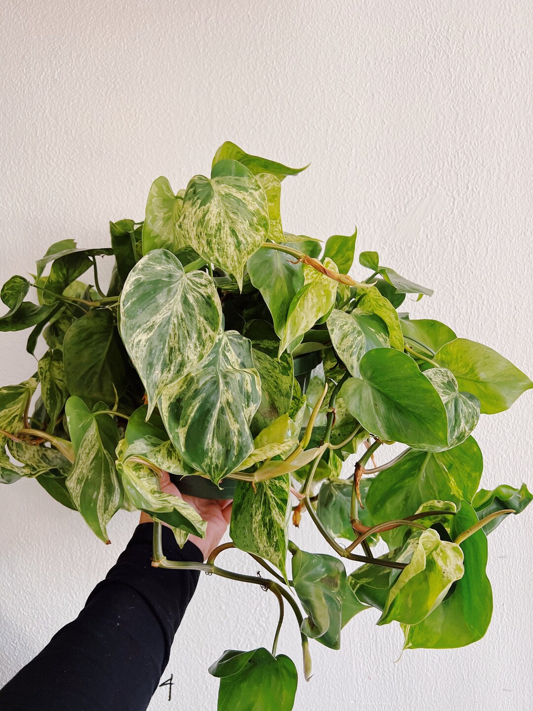 Pothos/scindapsus Cutting Bundle free Shipping - Etsy