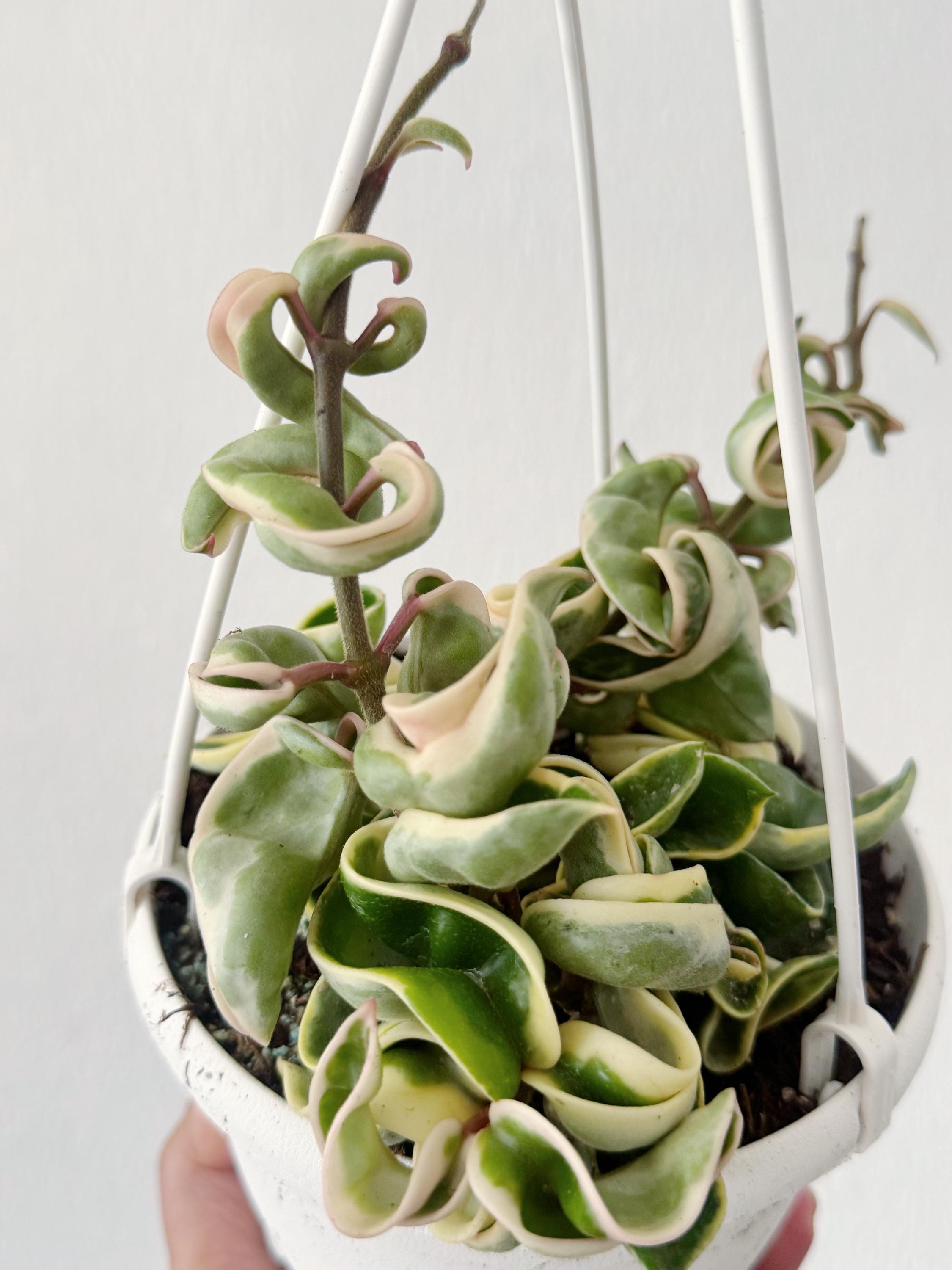 Variegated Hoya Hindu Rope (free Shipping) 6 Inches Full Hanging Basket ...