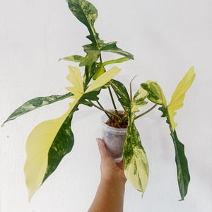 May include: A potted Philodendron plant with large, variegated leaves. The leaves display a mix of green, yellow, and white. The plant is held in a clear plastic pot, showcasing the roots and soil. The background is a plain white wall.