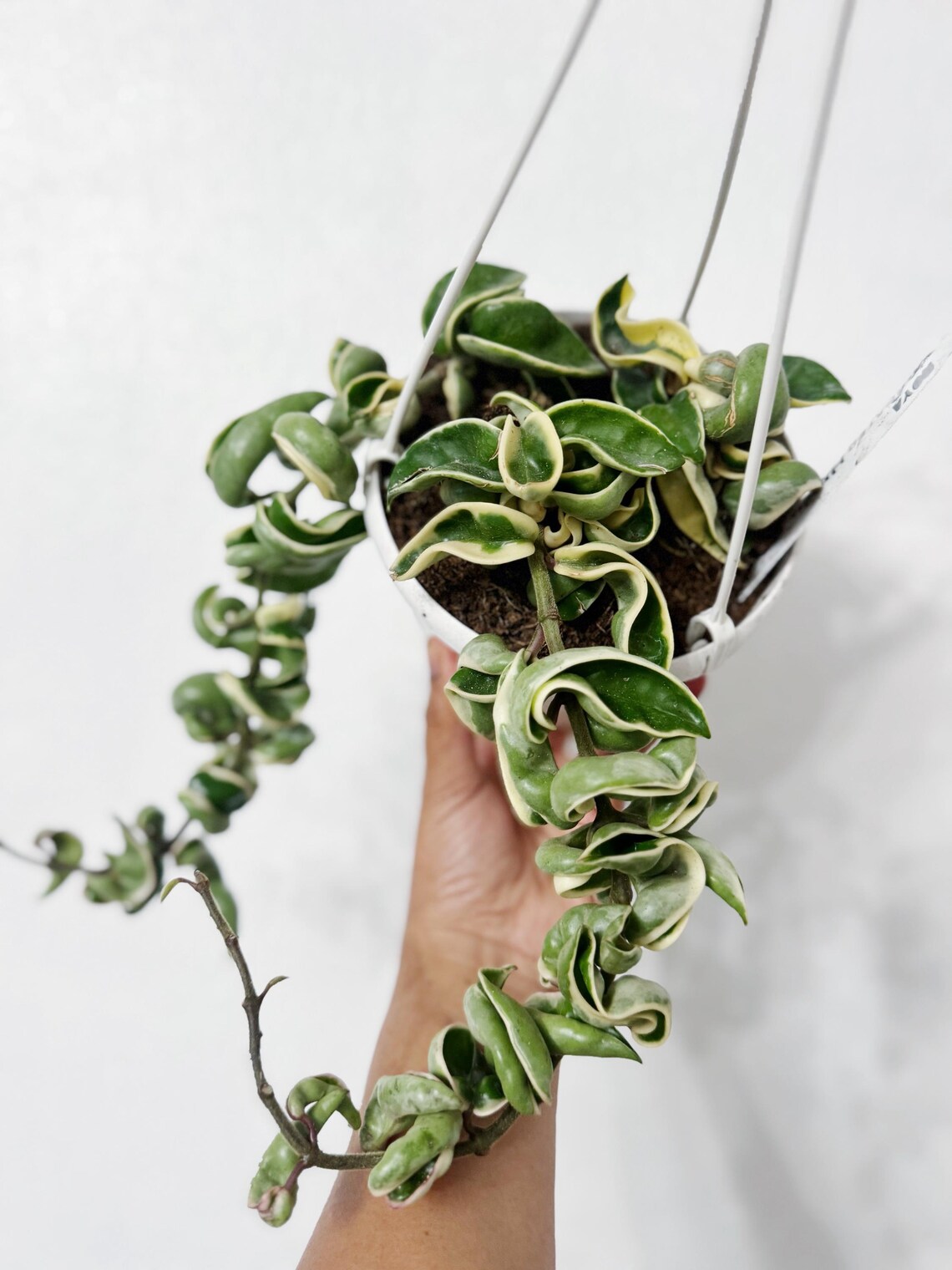 Variegated Hoya Hindu Rope (free Shipping) 6 Inches Full Hanging Basket ...