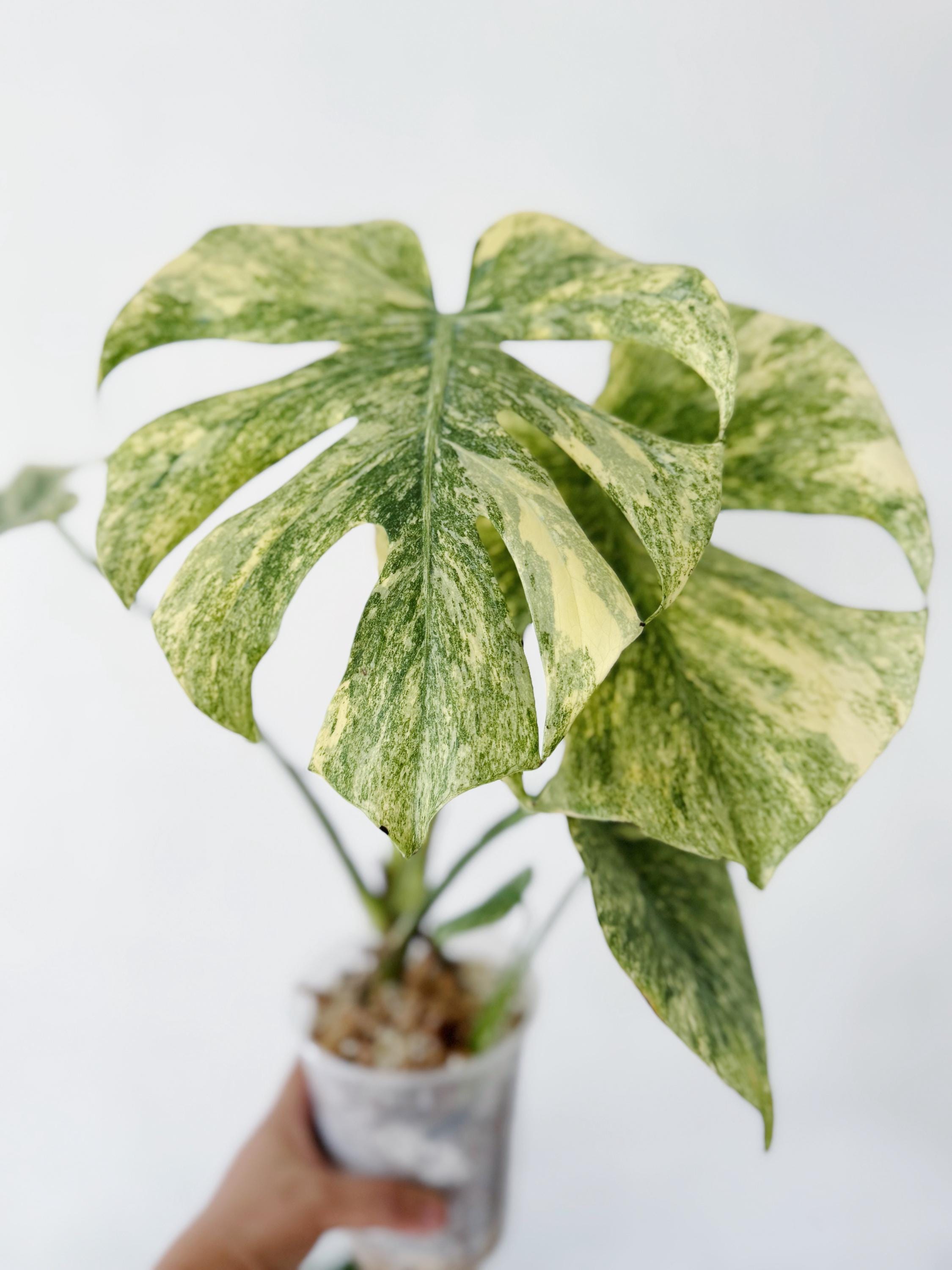 philodendron gloriosum kaufen Philodendron Gloriosum Snow Leopard | Seltene Pflanze main image 1