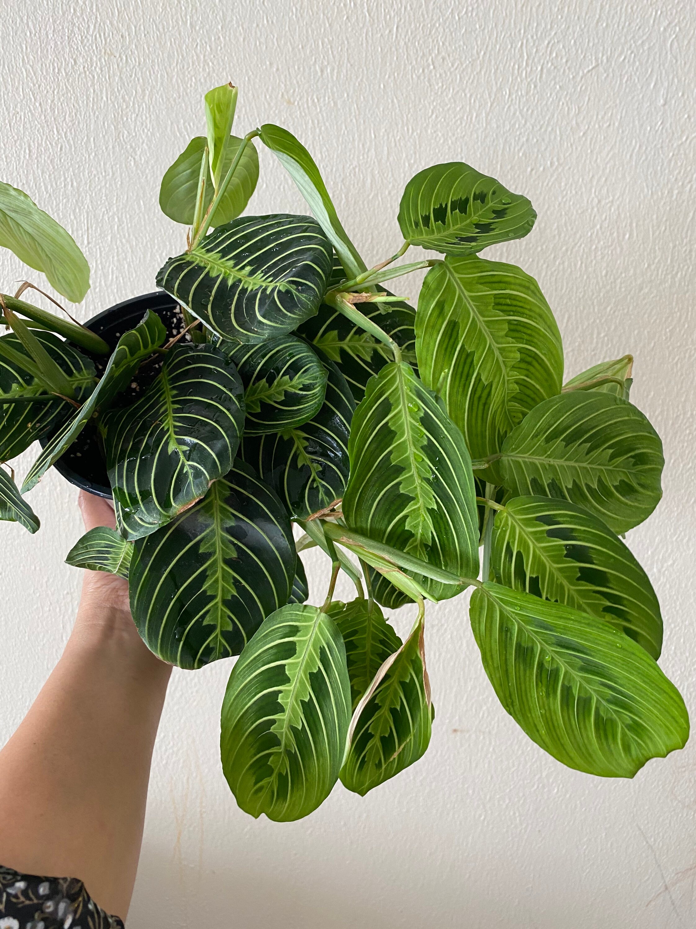 Green Maranta Prayer Plant 6 inches full pot Etsy