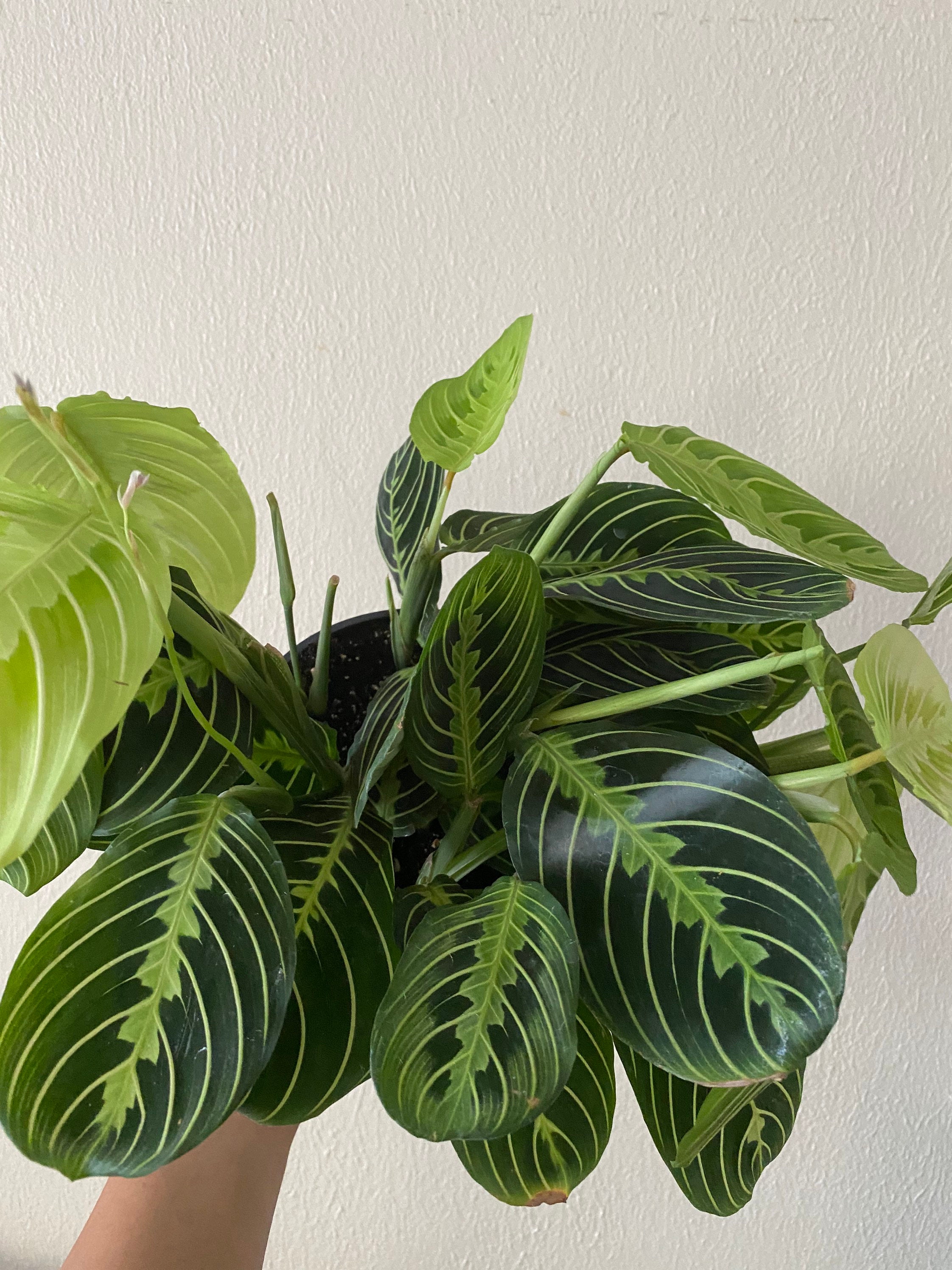 Green Maranta Prayer Plant 6 inches full pot Etsy Green Maranta Prayer Plant 6 inches full pot Etsy