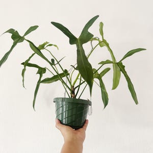 repotting ponytail palm Ponytail Palm (Beaucarnea recurvata) main image 0