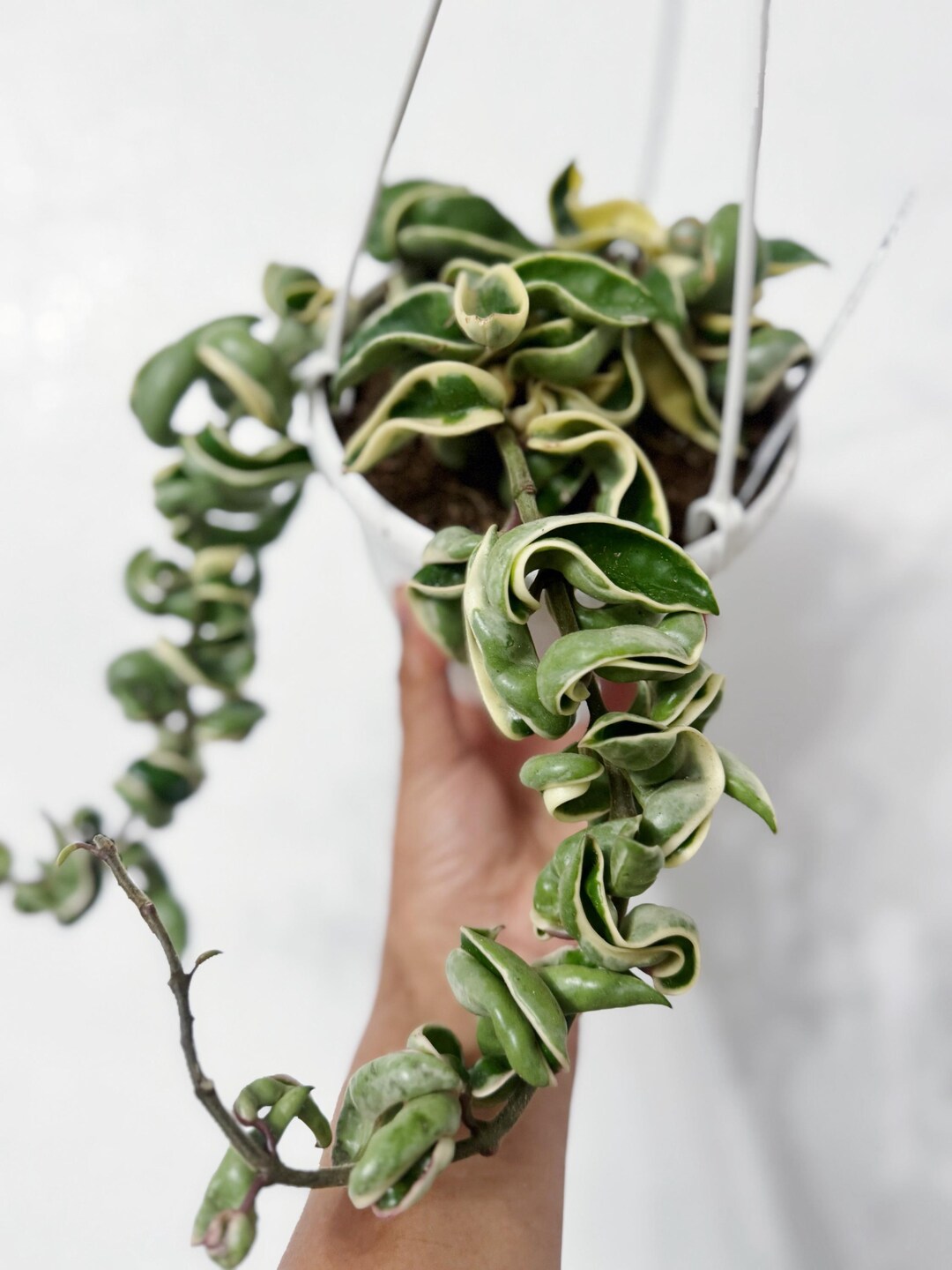 Variegated Hoya Hindu Rope (free Shipping) 6 Inches Full Hanging Basket ...