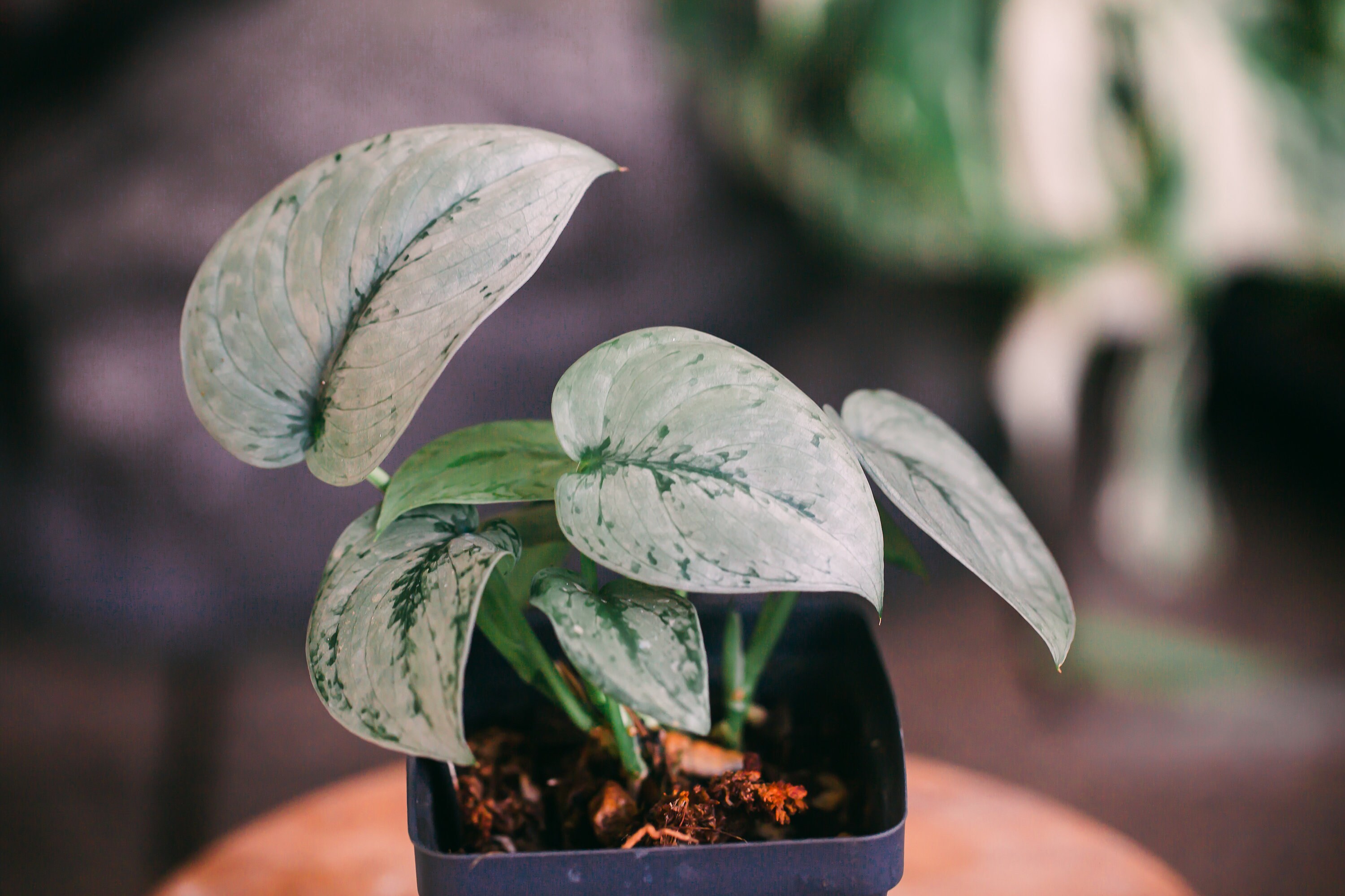 Scindapsus - Etsy
