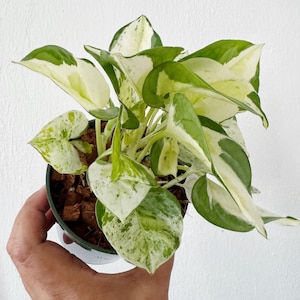 trifasciata sansevieria Shop 'Mother in Law Plant - Sansevieria trifasciata' Snake Plant - Care and  Info