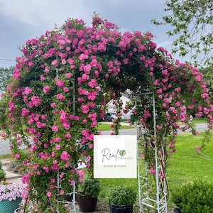 May include: A white metal garden arch covered in vibrant pink roses. The archway is adorned with lush green foliage and blooms, creating a beautiful floral display. The image also shows potted plants and the text "Real Plant Co. Aroid & more."