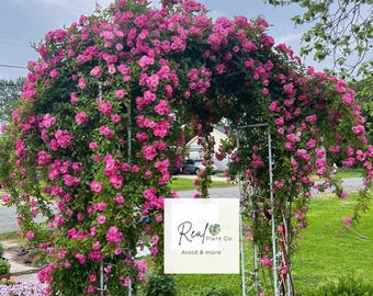 Peggy Martin Rose gallon (free shipping) fully rooted ship with pot