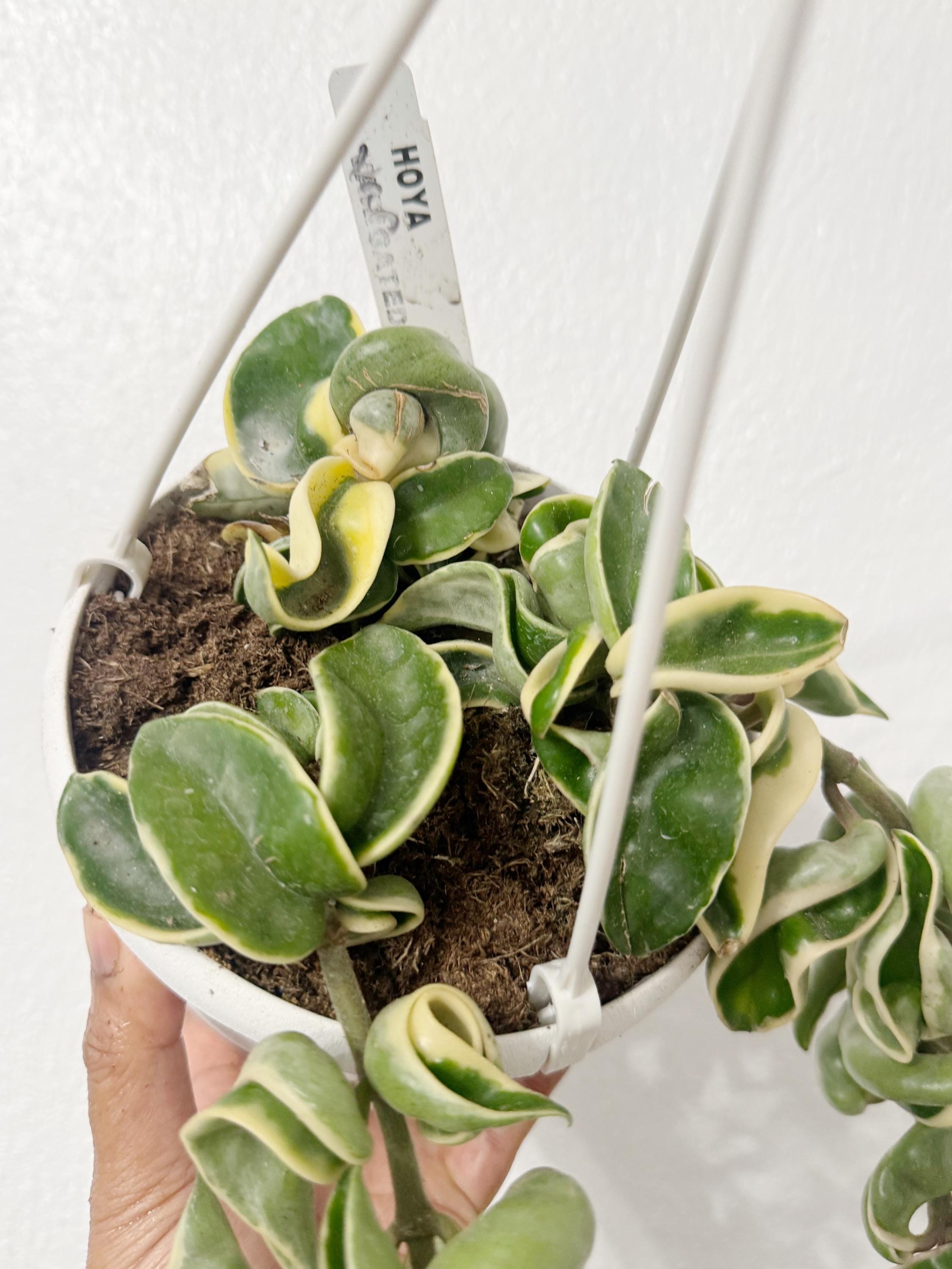 Variegated Hoya Hindu Rope (free Shipping) 6 Inches Full Hanging Basket ...