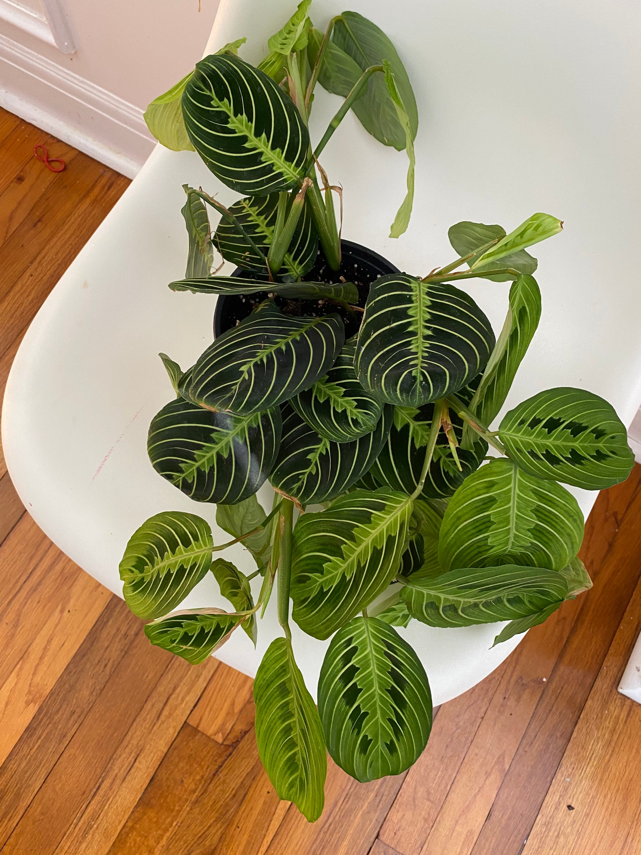 Green Maranta Prayer Plant 6 inches full pot Etsy