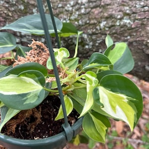 May include: A hanging basket with a Philodendron plant. The plant has green leaves with yellow and white variegation. The basket is dark green and suspended by a green hanger. The background shows a tree trunk and brown leaves.