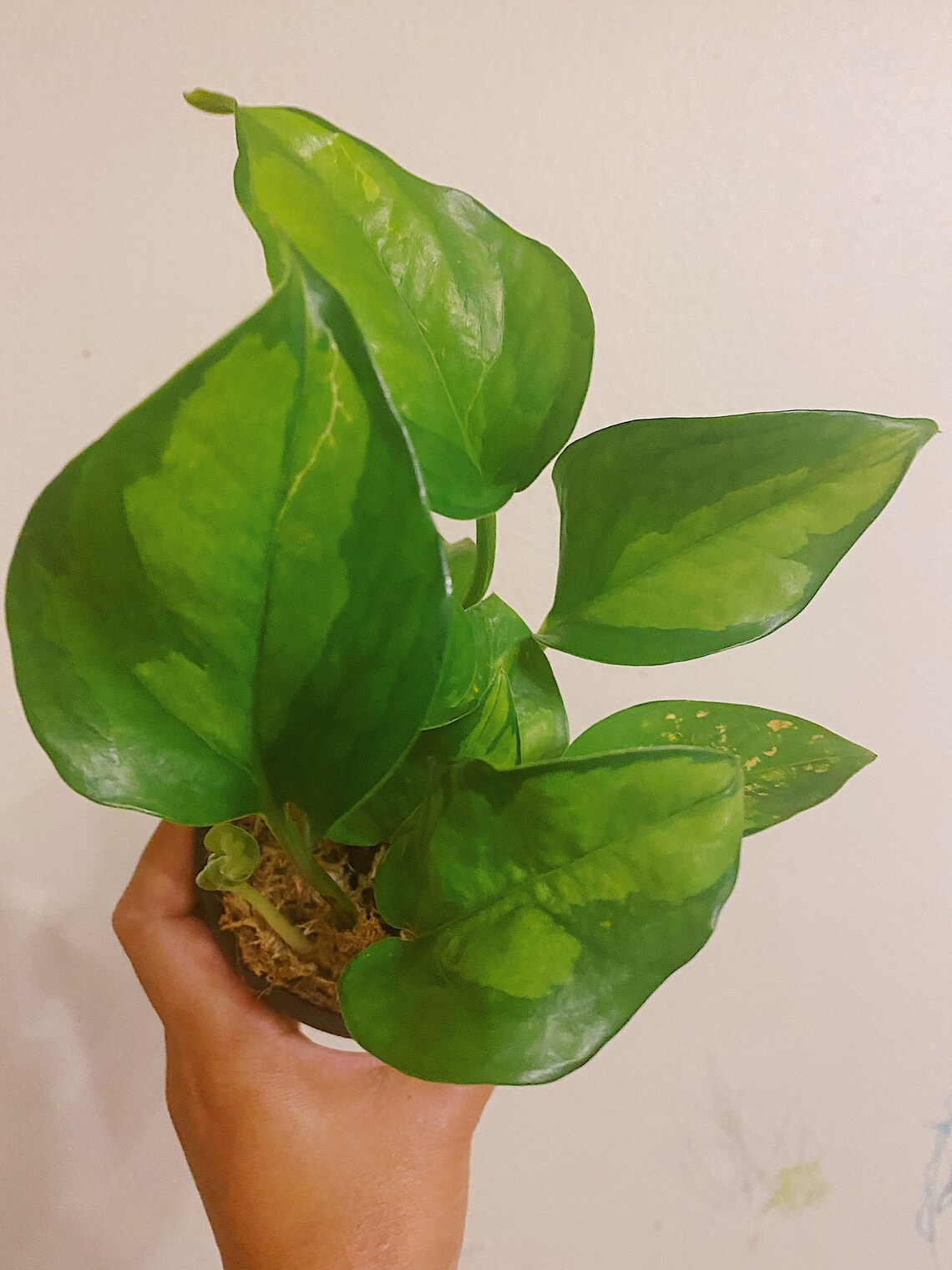 Global Green Pothos full plant 4 inches Free Shipping Etsy