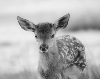 Fawn Photography Print