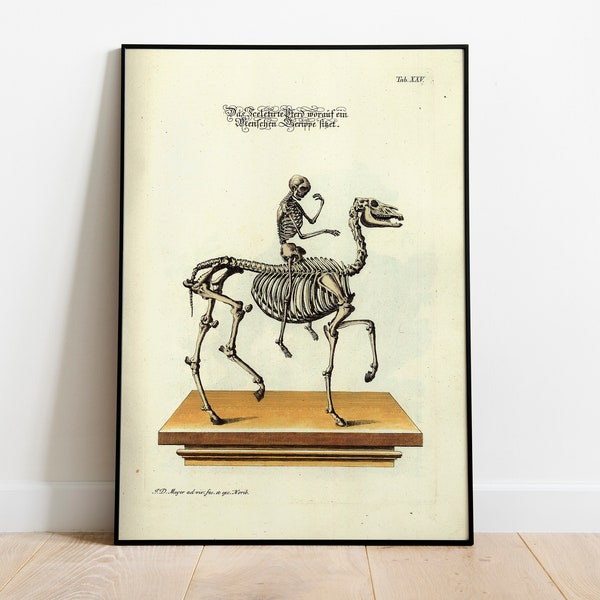 Old Anatomy Print, Dark academia Poster, Human skeleton Poster, Horse skeleton Print, Victorian Gothic, Dark Goth Skeleton, DIGITAL DOWNLOAD