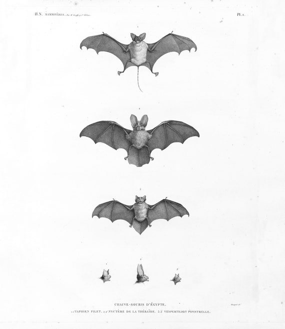 St Hilaire Vintage Bat Illustration Gothic Vampire Poster Etsy