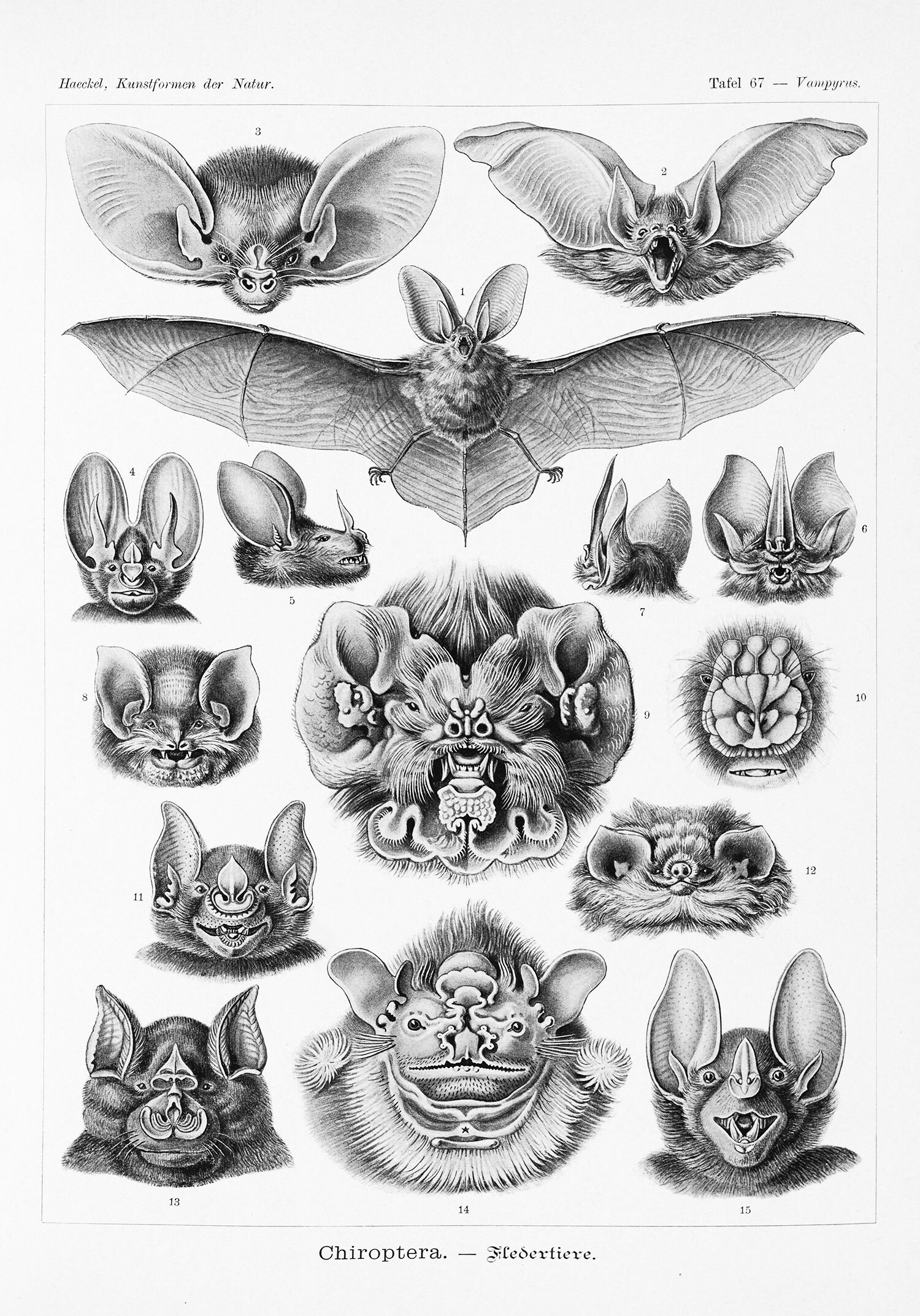 Ernst Haeckel Vintage Bat Poster Zoology Illustration Dark Etsy