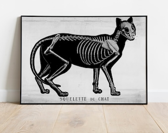 Émile Deyrolle Cat Anatomy Print, Gothic Cat Skeleton Study, Chat Art Print, Dark Animal Anatomy Poster, DIGITAL DOWNLOAD