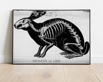 Émile Deyrolle Vintage Rabbit Illustration, Gothic Rabbit Skeleton Study, Lapin Art Print, Victorian Anatomy Poster, DIGITAL DOWNLOAD