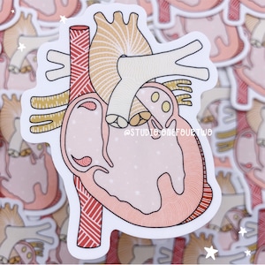 DORV Sticker | Double Outlet Right Ventricle | CHD Sticker