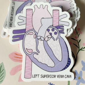 SVC-sticker links *met tekst* | Vena cava superior links | CHD-sticker