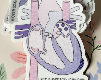 Adesivo SVC sinistro *con testo* / Vena cava superiore sinistra / Adesivo CHD