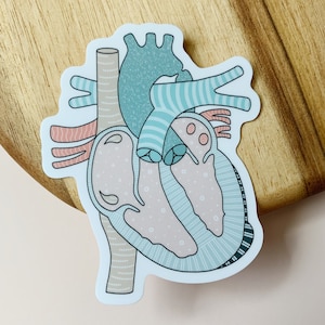 Coarctation of the Aorta Sticker | COARC Sticker | CHD Sticker | Heart Defect