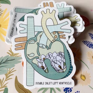 Puede incluir: Una pegatina de un corazón estilizado con un ventrículo izquierdo de doble entrada, con un grupo de flores blancas en su interior. La pegatina tiene un esquema de color azul claro, verde y amarillo. El texto "DOUBLE INLET LEFT VENTRICLE" está impreso en la parte inferior de la pegatina.