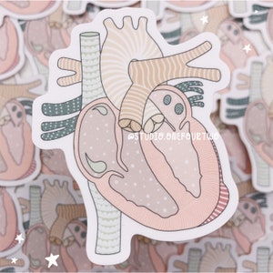 Normal Anatomical Heart Sticker | Typical Heart Anatomy | Heart Sticker