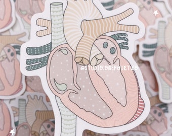 Normal Anatomical Heart Sticker | Typical Heart Anatomy | Heart Sticker