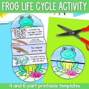 Life cycle of a frog foldable kids' craft | A4 and 11x8.5 inch | Printables | Science craft | Digital download | | Cut and paste activty