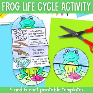 Life Cycle Of A Lizard For Kids