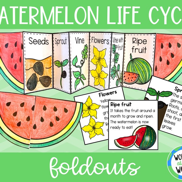 Life cycle of a watermelon plant foldable kids' craft | A4 and 11x8.5 inch | Digital Download | Science | Cut and paste