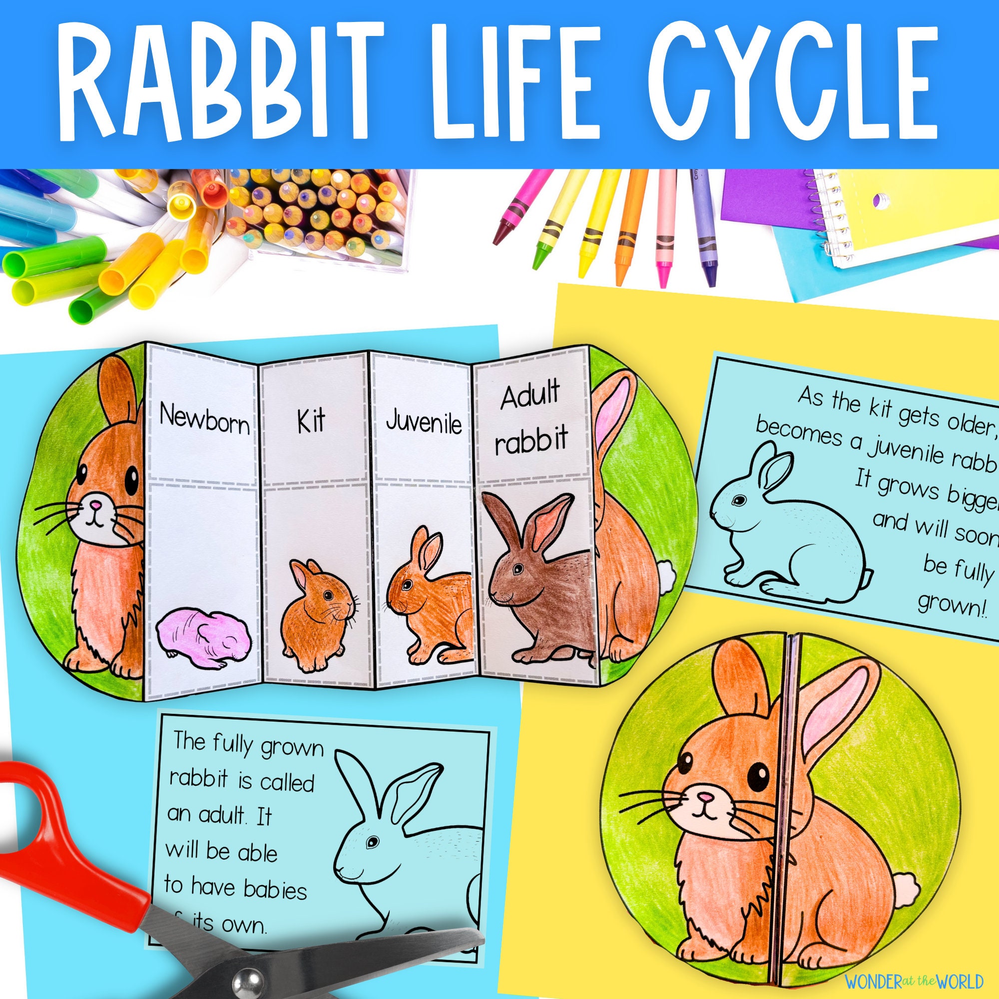 Life Cycle of a Rabbit Foldable Sequencing Activity Cut and