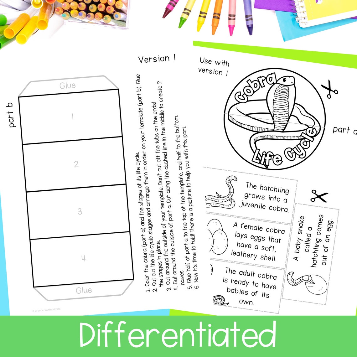 Life Cycle of a Cobra Snake Foldable Sequencing Activity PDF Digital ...