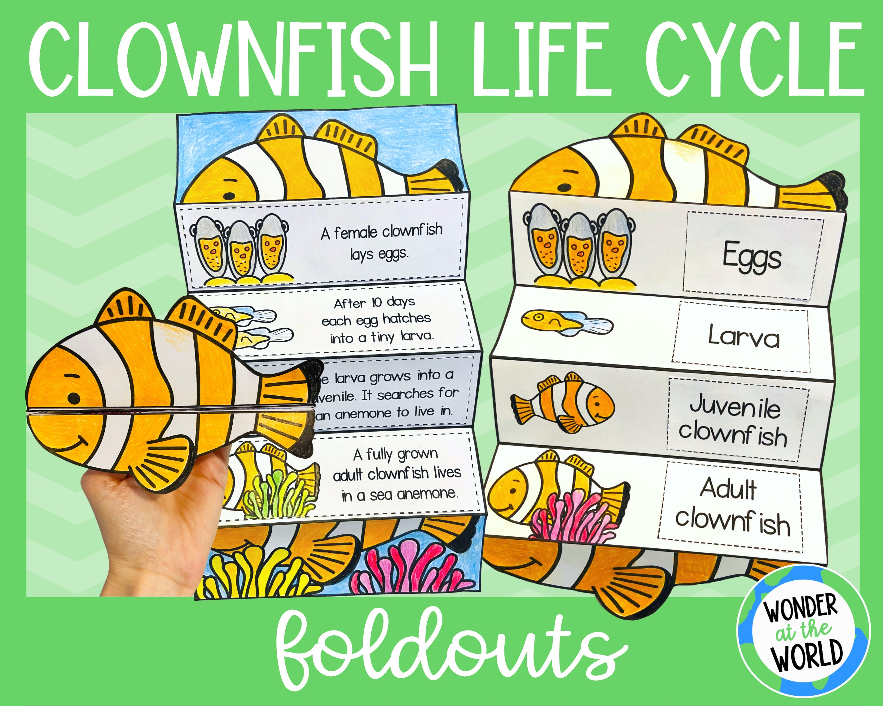 Life Cycle of a Clownfish Foldable Kids' Craft A4 and 11x8.5 Inch